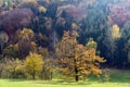 Painting autumn forest